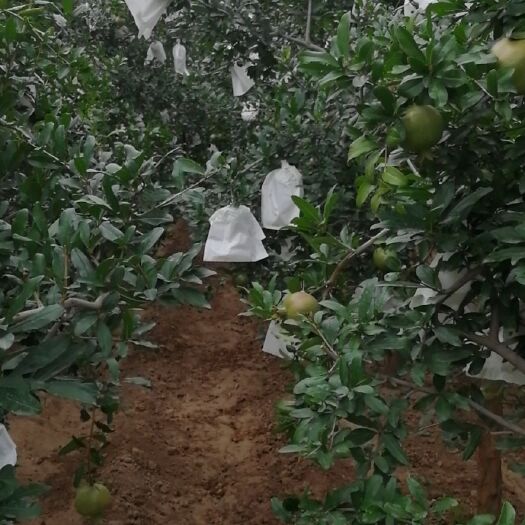 荥阳市 正宗的河阴石榴