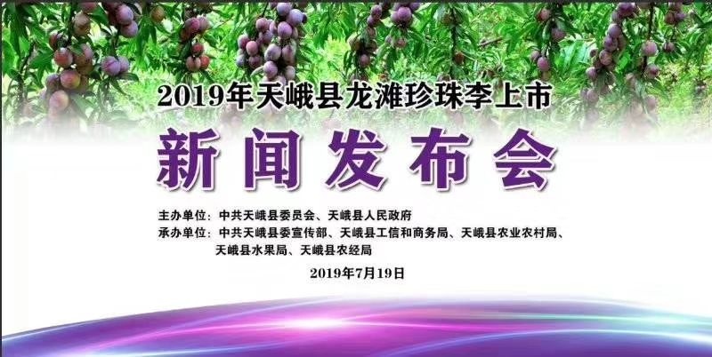 天峨县 天峨珍珠李上市了