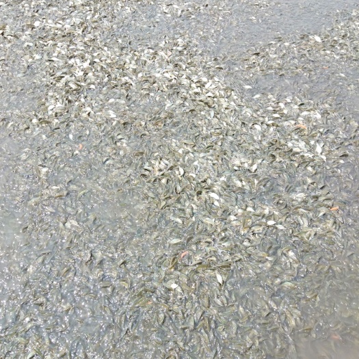 济南 出售优质草鱼苗，每斤10～15尾规格齐，成活率高耐运输