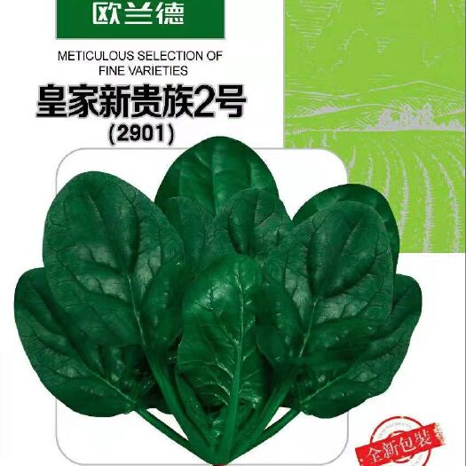 扶沟县 杂交菠菜种子