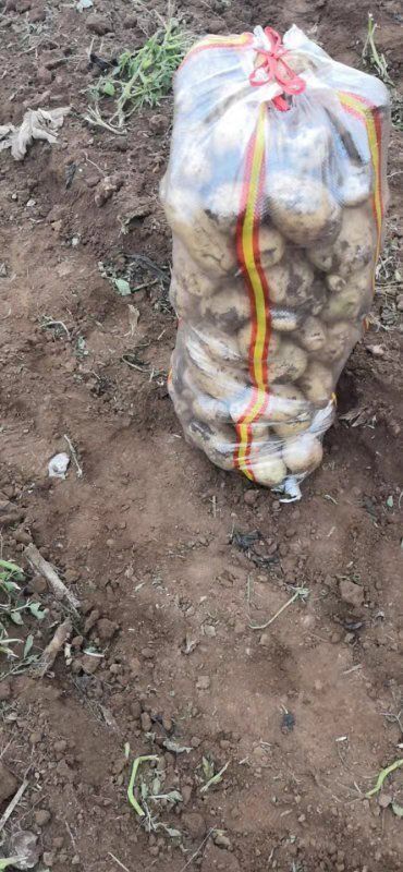 建平县荷兰15号土豆 需要的联系我