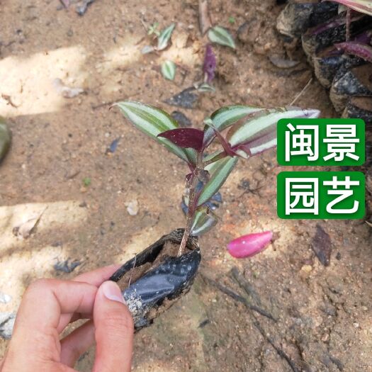 漳州 吊竹梅高10到13厘米福建漳州苗木
