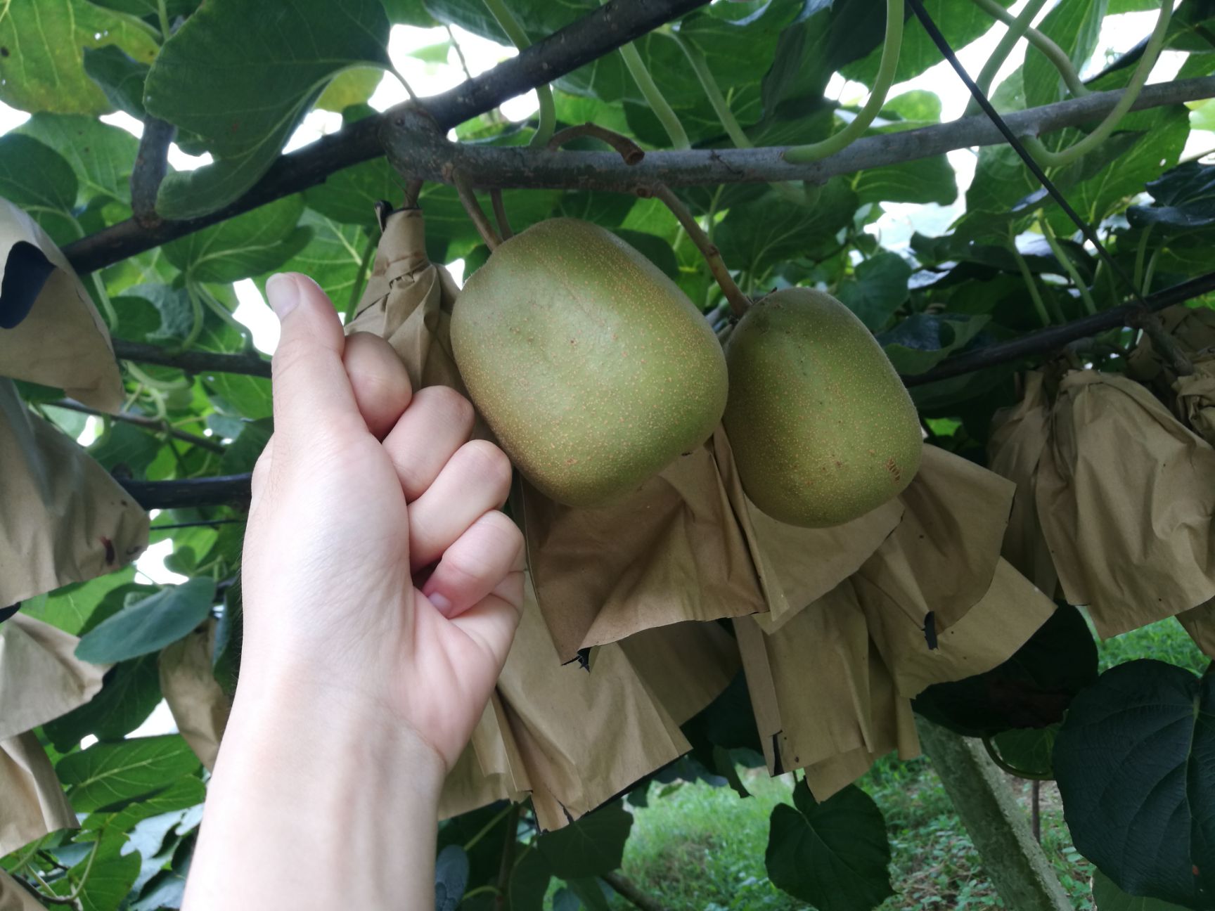  绿色无公害红心猕猴桃 大果  现货!