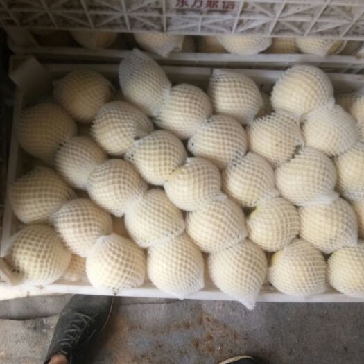 砀山县 皇冠梨上市了，量大，欢迎四海朋友来考查，