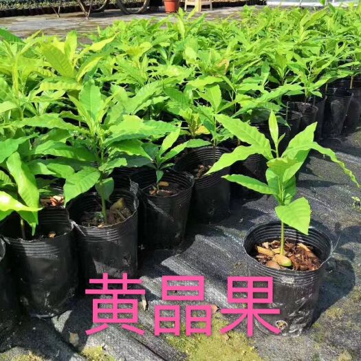 灵山县 黄晶果苗 黄金果树苗盆栽地栽庭院果树 苗圃果树