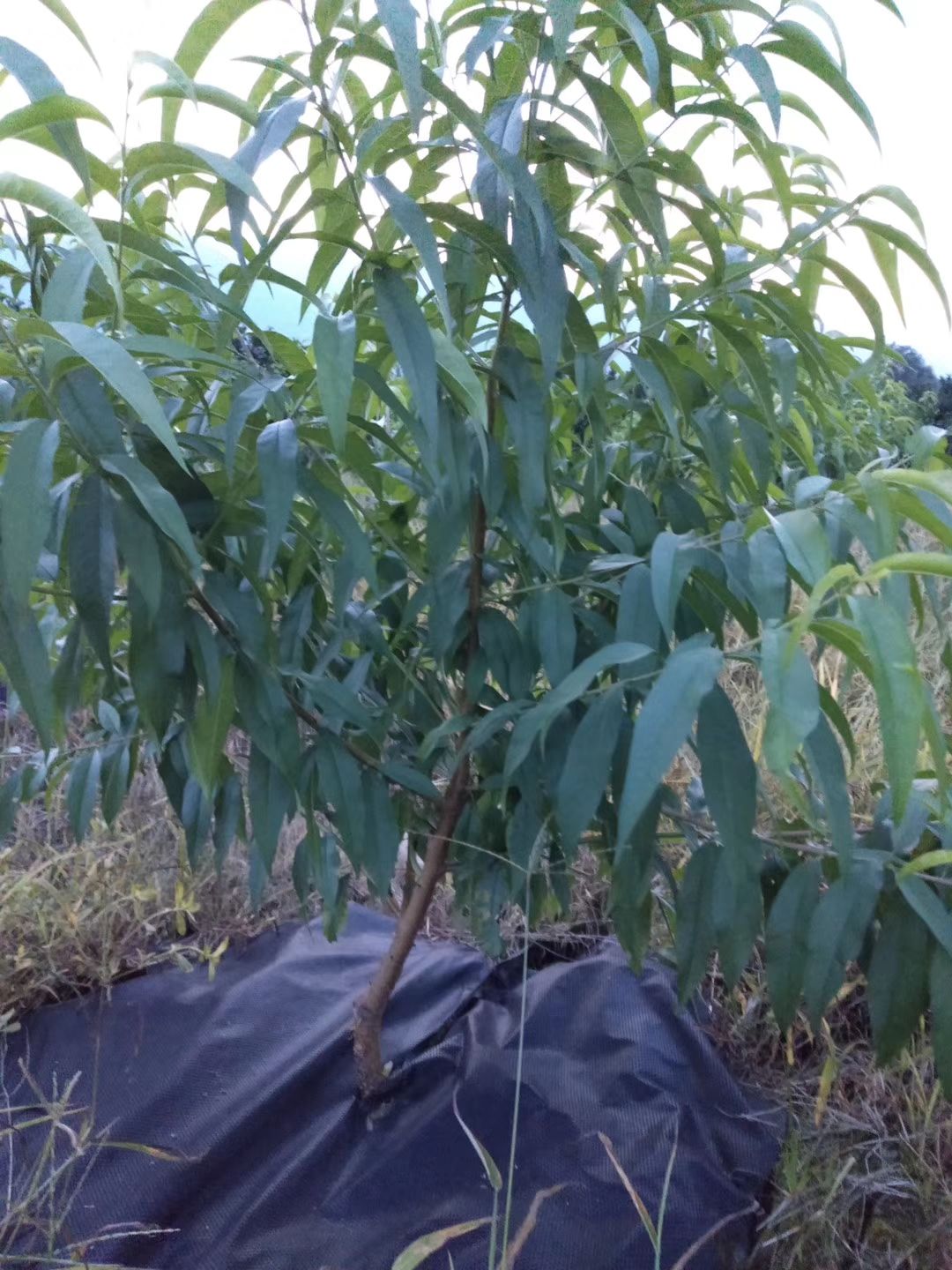 防草布 生态降解除草布地膜地垫地布