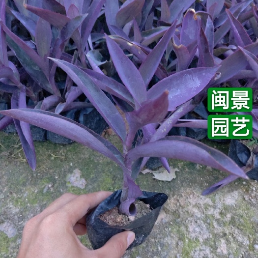鸭跖草高15厘米左右福建漳州苗木