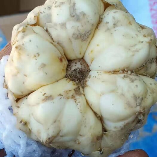 龙山县卷丹百合 细心，精心，用心，品质保你称心！