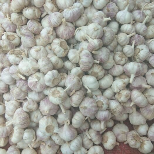兰陵县 红皮大蒜头