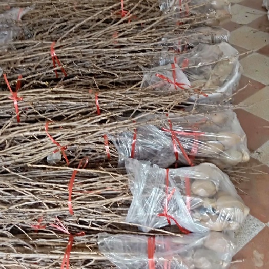 大方县玛瑙红樱桃树苗
