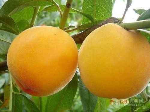 曹县 黄金冠黄桃，个大果甜，大量供应