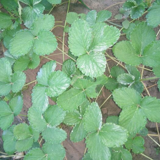 开封 二代宁玉，甜茶理，2号草莓苗开始供应，可提前预定