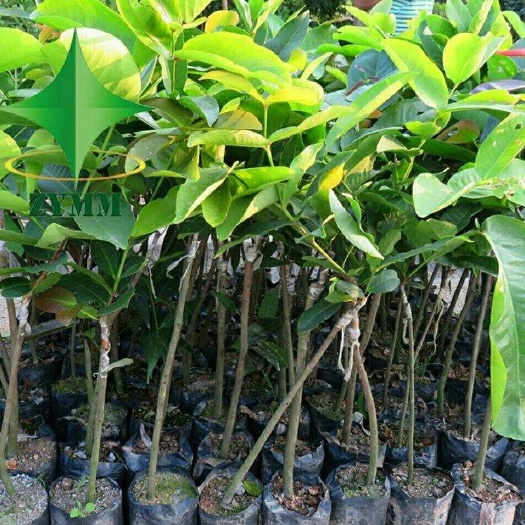 汕尾大叶红莲雾苗 莲雾果苗（南方适应）