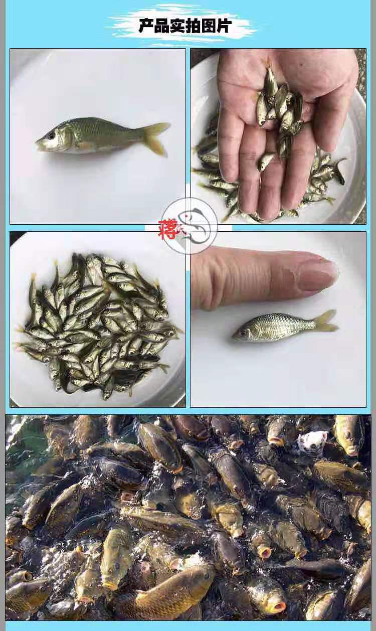  鲤鱼苗