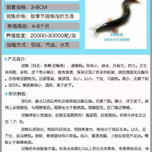 遵义 泥鳅苗