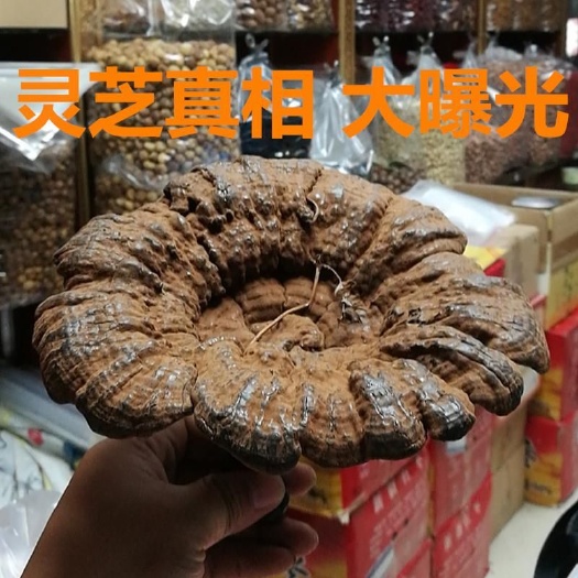 南宁2022新品上市广西十万大山带孢子粉黑灵芝包邮