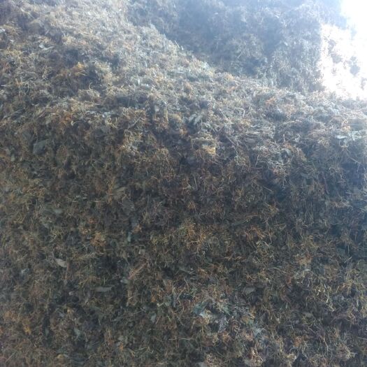 绥阳县山银花 滚筒杀青烘干‘