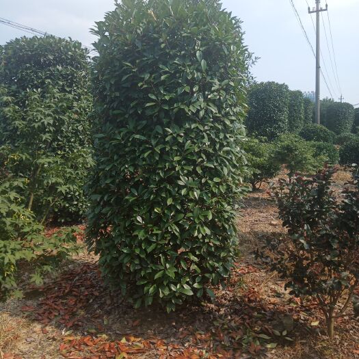  红叶石楠柱，80/300有量供应