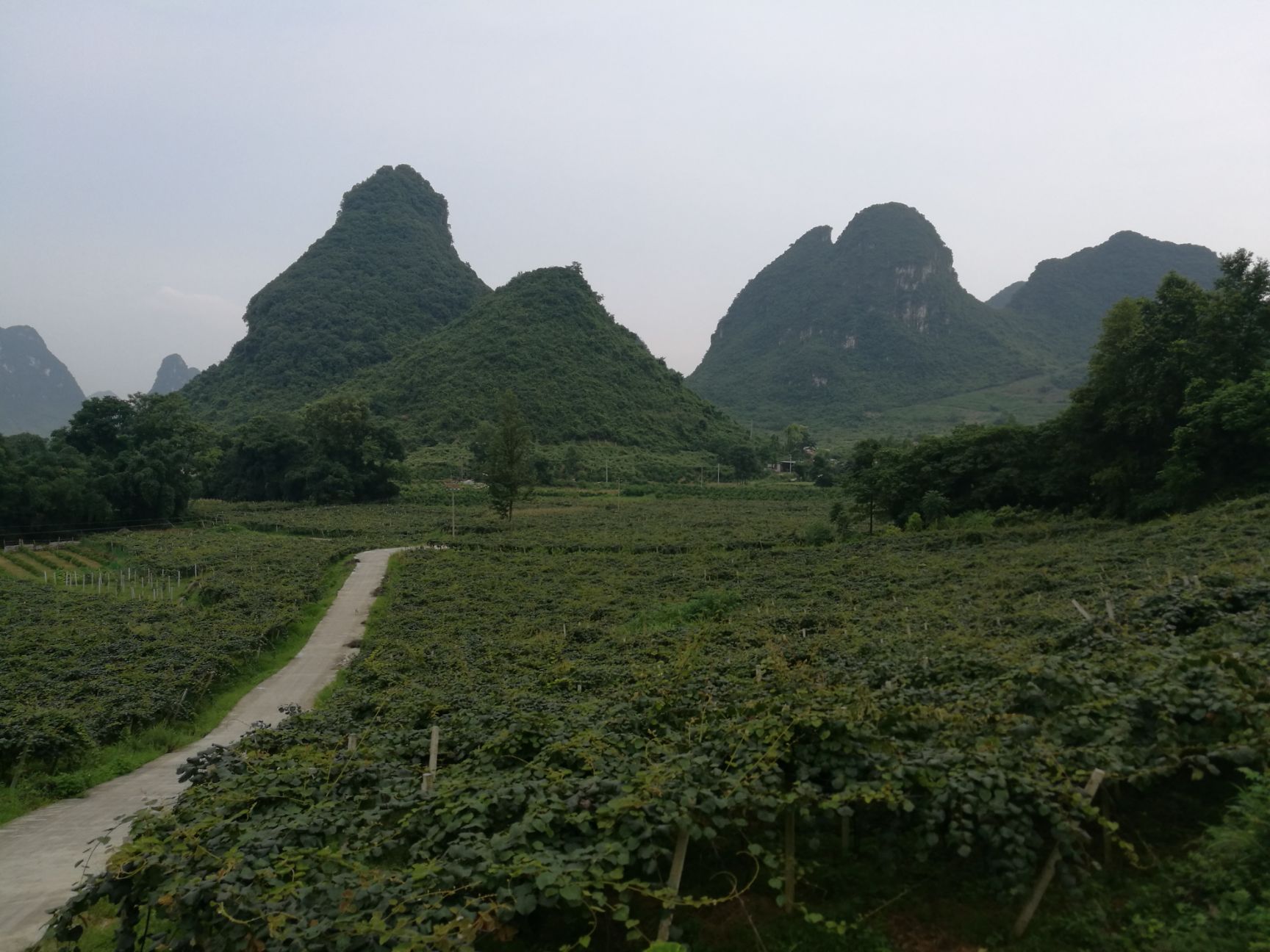  绿色无公害红心猕猴桃 大果  现货!