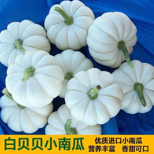 寿光市奶油白贝贝南瓜种子 新奇特 山东潍坊昌乐产地直供