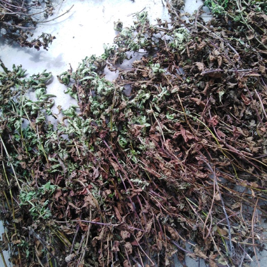 尤溪县仙草 自家种的，纯绿色，现货长年有货