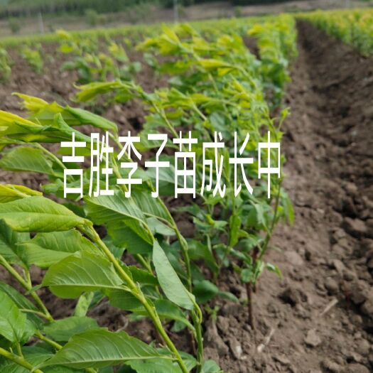 尚志市 出售吉胜李子树苗一年苗