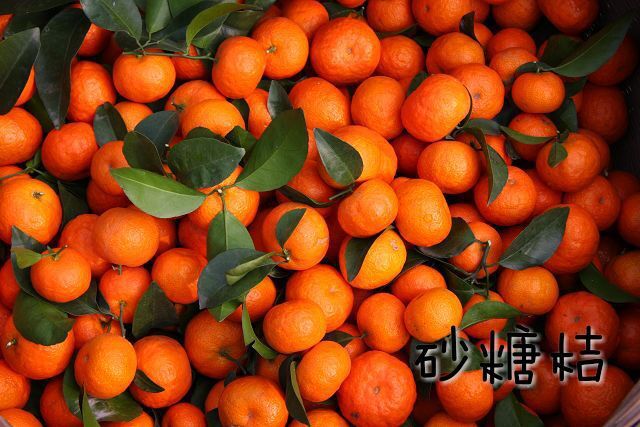 永福县沙糖桔 广西桂林砂糖橘大量供应