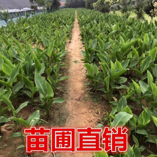 沭阳县 美人蕉 大花美人蕉 根茎带芽发货 挺水植物 河边庭院绿化