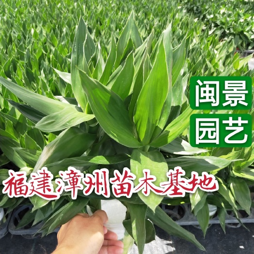 漳州 观音竹高20到30厘米福建漳州苗木基地