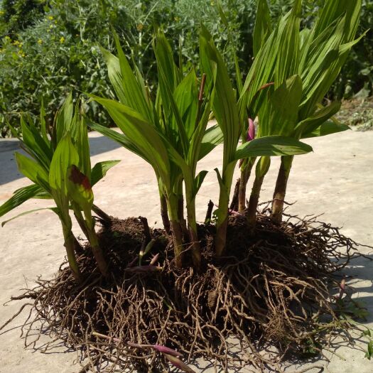 都江堰市紫花白芨苗 白芨