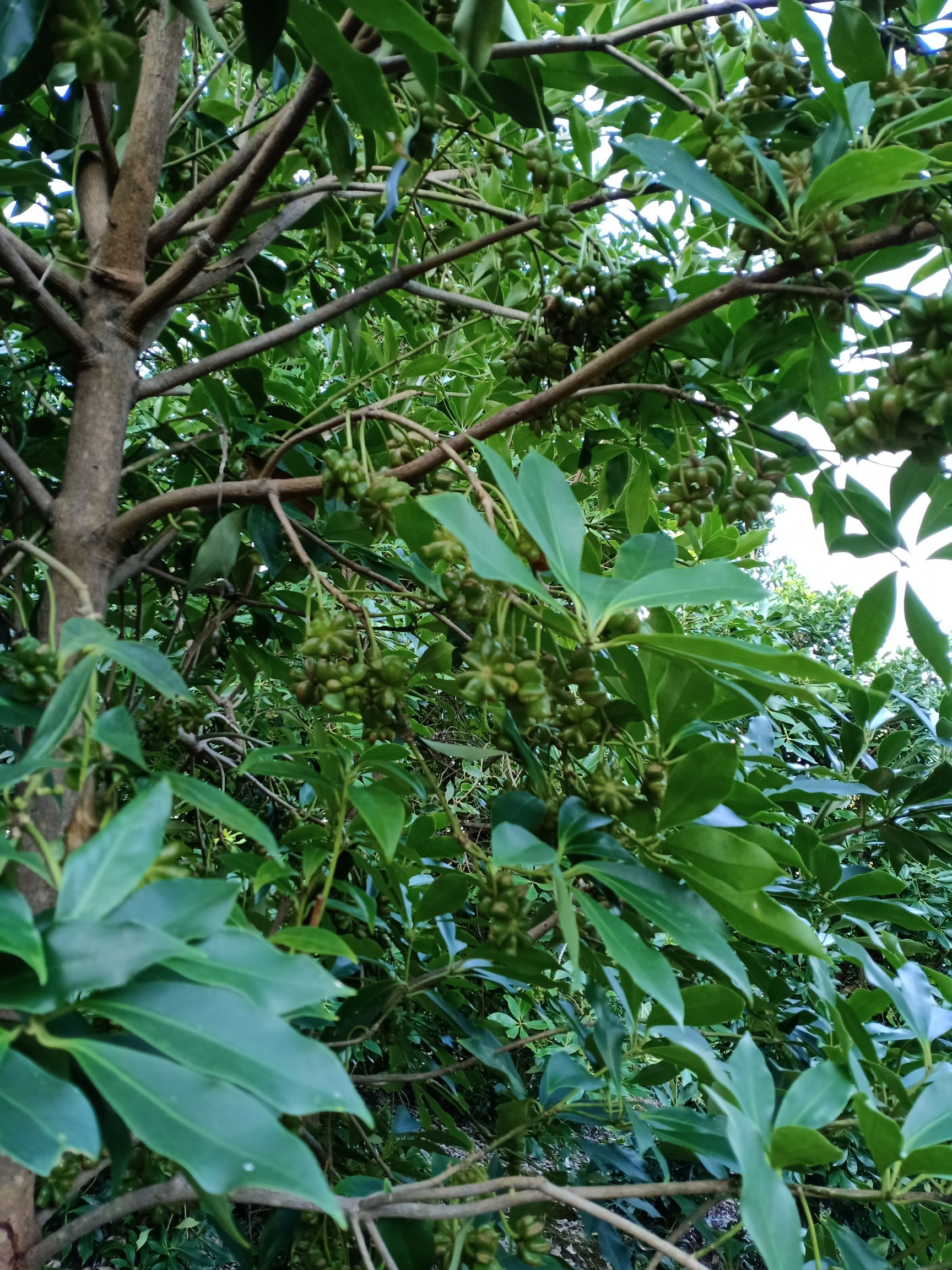 八角树  精选嫁接优良八角杯苗