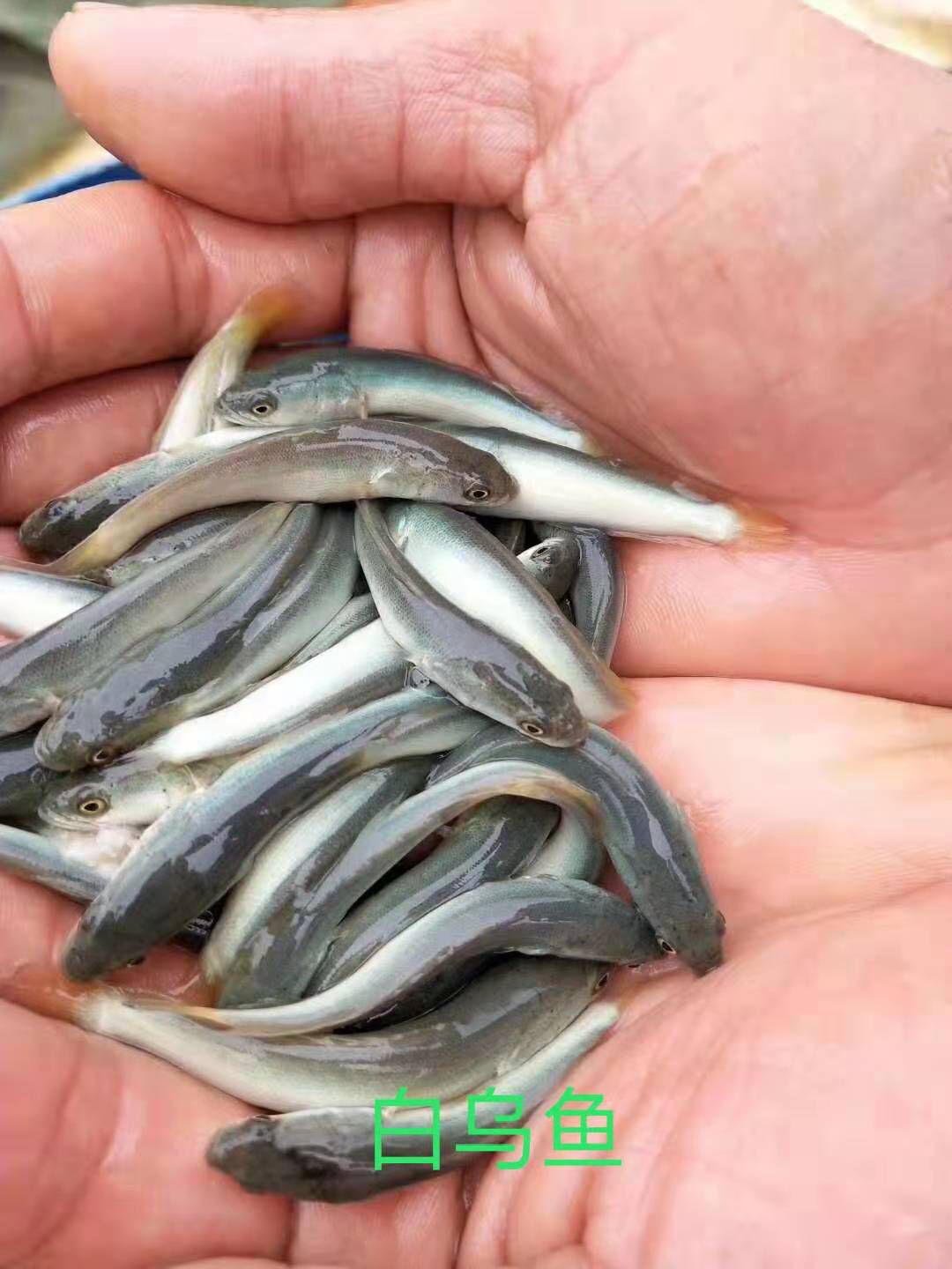  黑鱼苗 乌鱼苗 财鱼