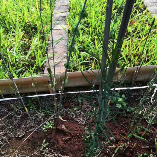 昆明黄精种苗