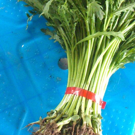 南通 常年供应芹菜，小青菜，小白菜，茼蒿，空心