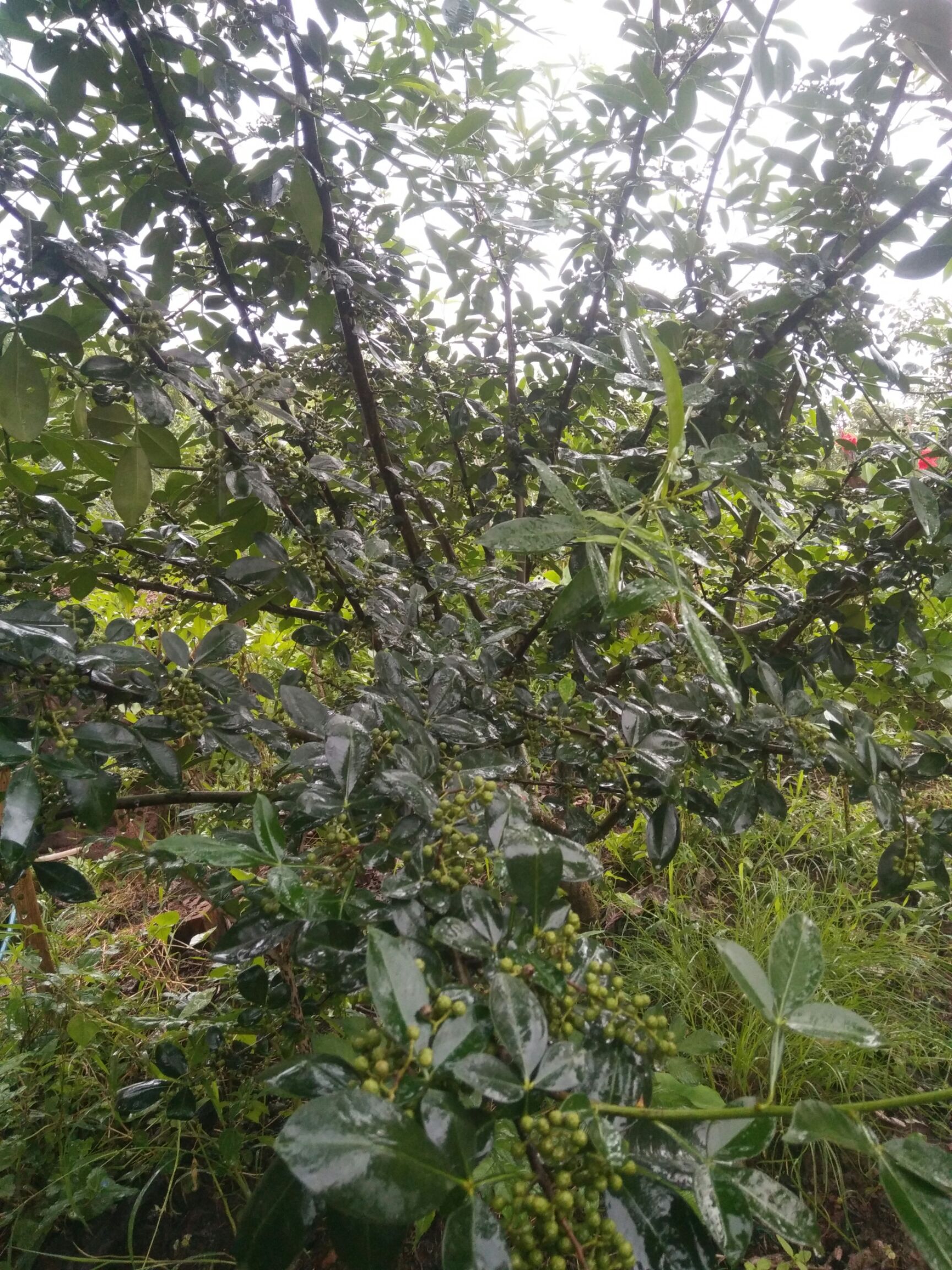 农产品批发供应商何易文 - 惠农网电脑版