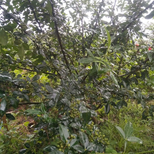 仁寿县藤椒 特级 鲜花椒