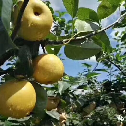 连州市 连州潭岭水晶梨