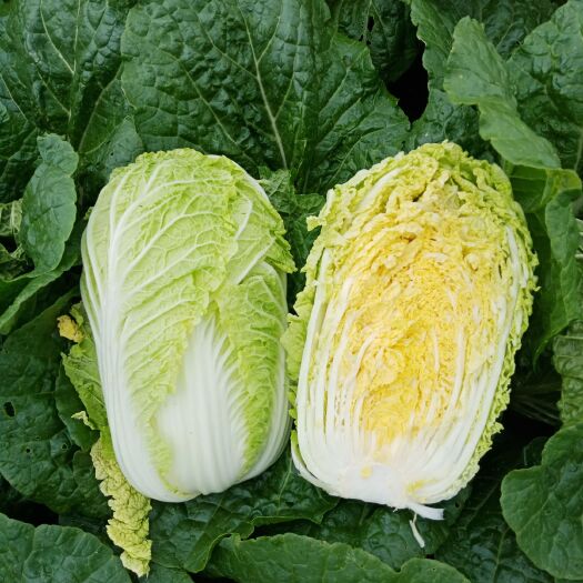沽源县 精品大小娃娃菜