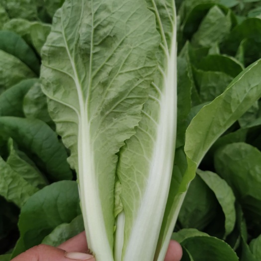 曹县奶白菜 山东省菏泽市曹县 20~25cm