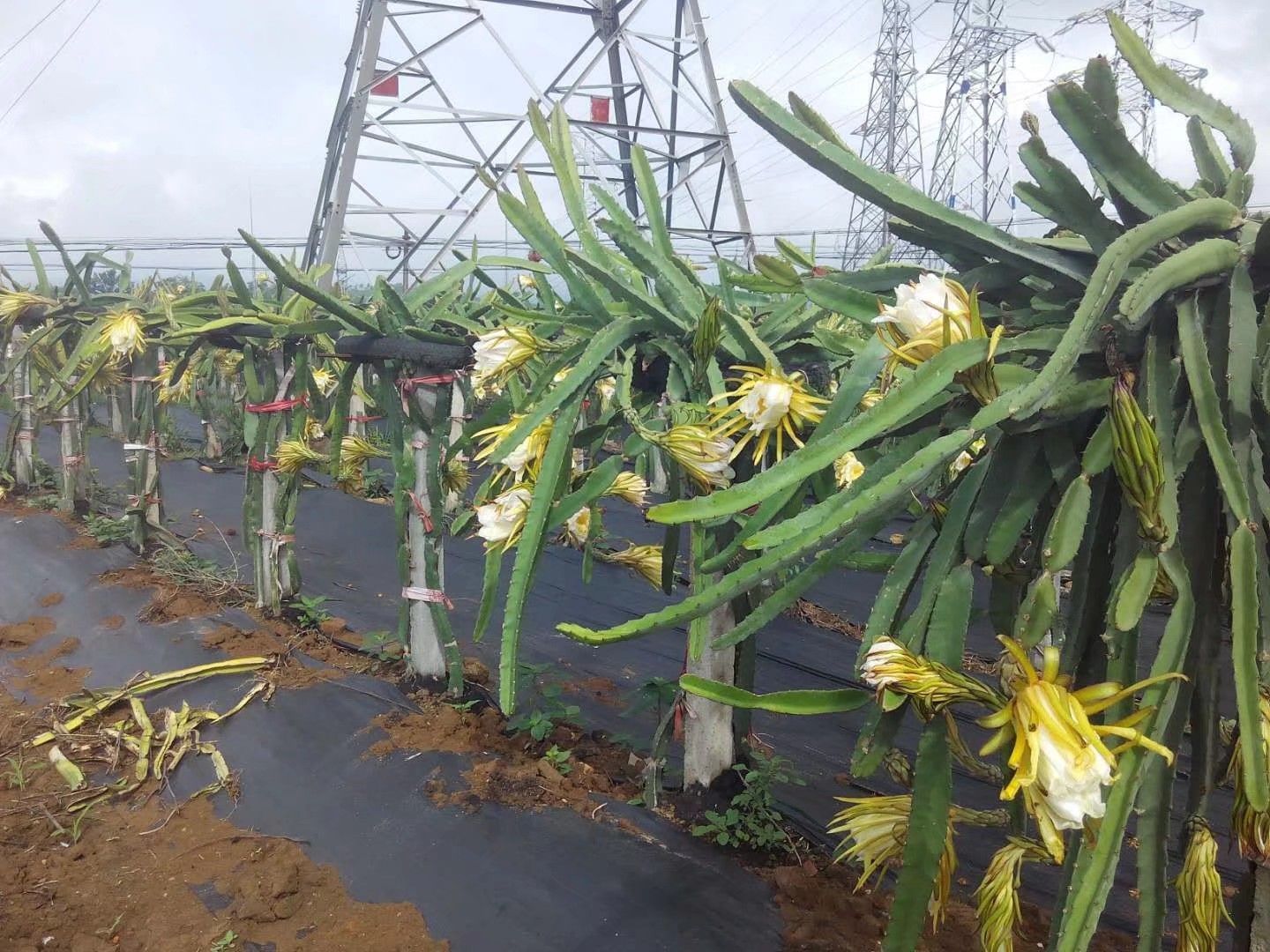 防草布 生态降解除草布地膜地垫地布