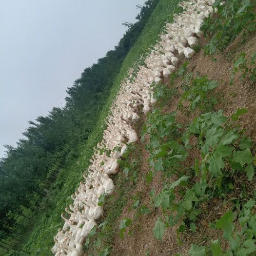 汝南县大三花鹅 8-10斤 统货 全散养