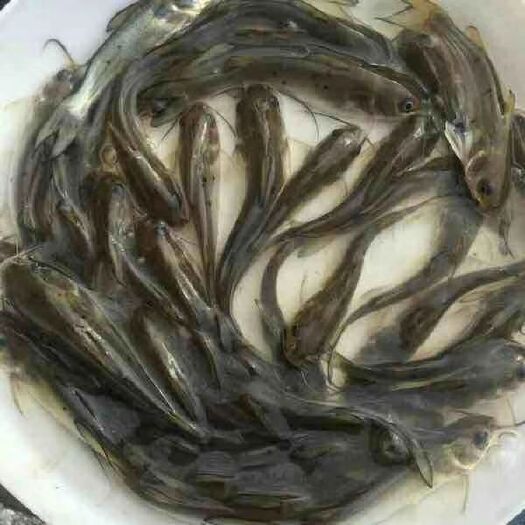 遵义 大口鲶鱼苗