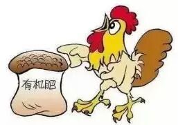 贵阳土壤改良肥 鸡粪价值与用途