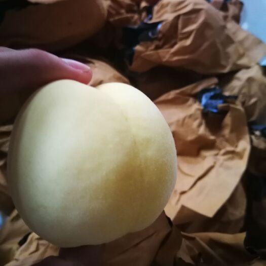 济南 黄桃在山上种的，甜分高，比较适合做罐头，属于晚黄金品种