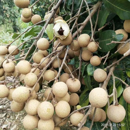 扶绥县 精品龙眼
