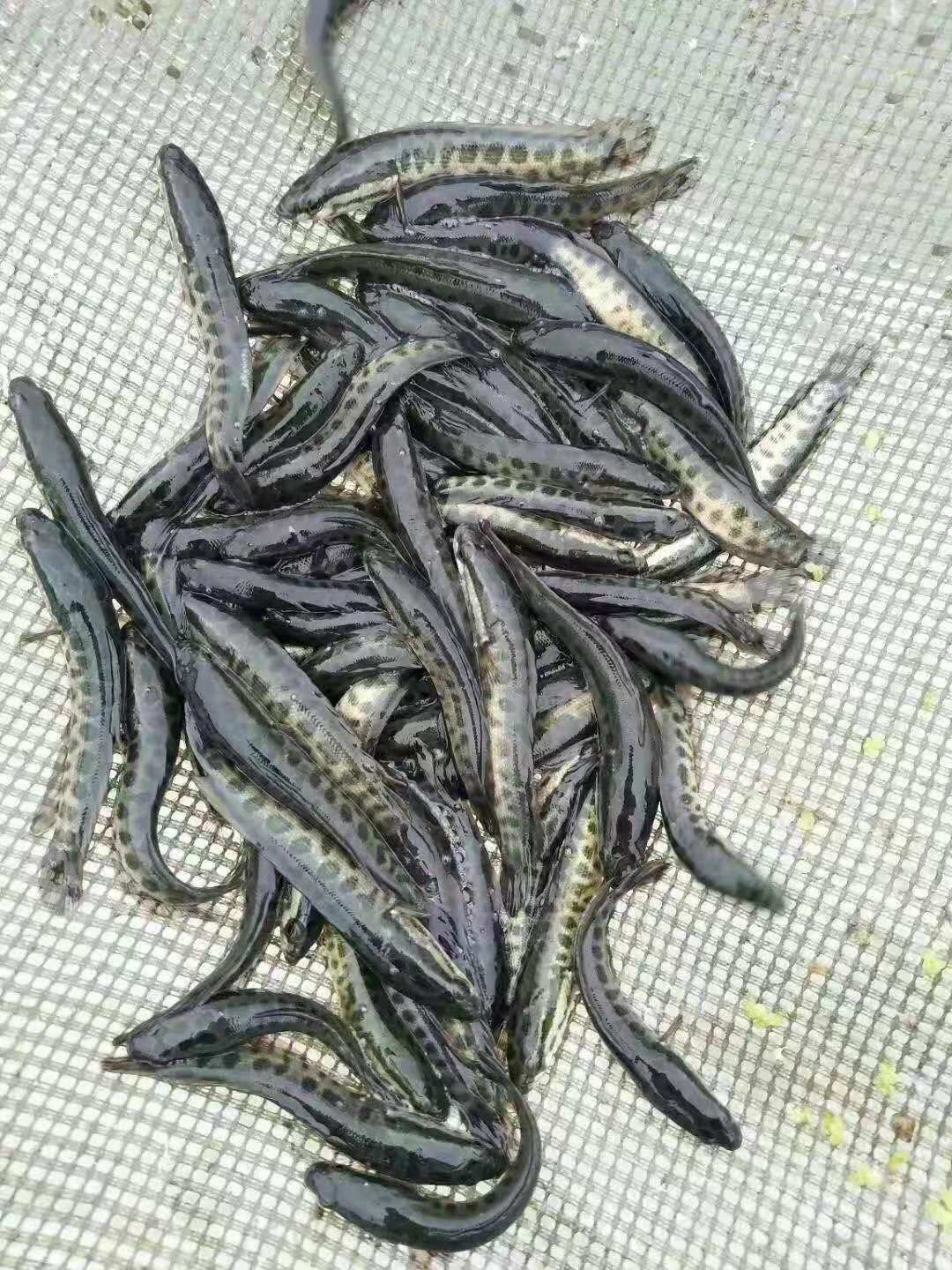  黑鱼苗 乌鱼苗 财鱼