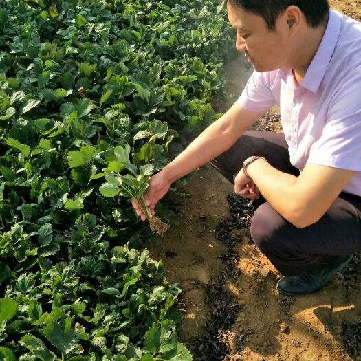 泰安 甜宝(奶油)草莓苗