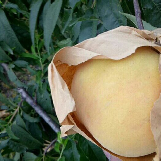 上海本人是种植黄桃