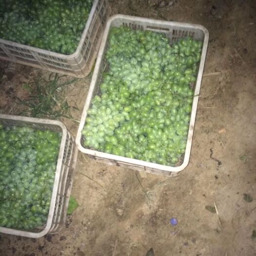 洛阳维多利亚葡萄 1.5- 2斤 10%以下 1次果