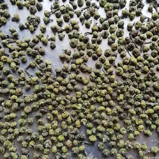 南宁吴茱萸